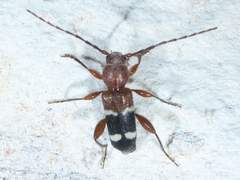 Phymatodes varius