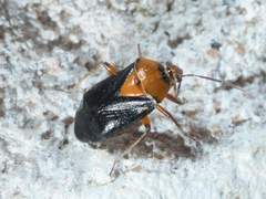 Neocapsus cuneatus