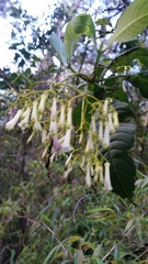 Palicourea lineariflora