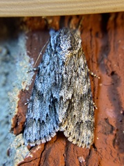Acronicta longa