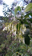 Palicourea lineariflora