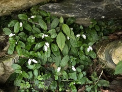 Trigonotis formosana