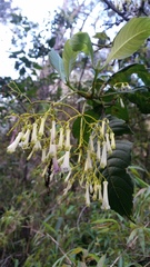 Palicourea lineariflora