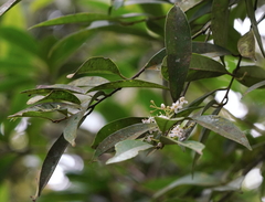 Ilex cochinchinensis