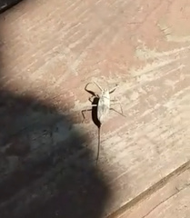 Laccotrephes japonensis