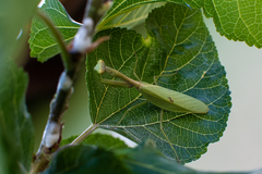 Parastagmatoptera unipunctata