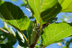 Parastagmatoptera unipunctata