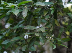 Ilex cochinchinensis