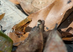 Anomaloglossus stepheni