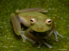 Nymphargus grandisonae