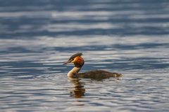 Podiceps cristatus australis