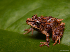 Pristimantis tribulosus
