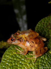 Pristimantis dorsopictus