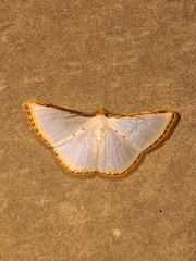 Leuciris