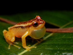 Pristimantis dorsopictus