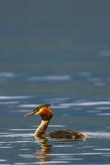 Podiceps cristatus australis