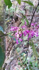 Palicourea angustifolia