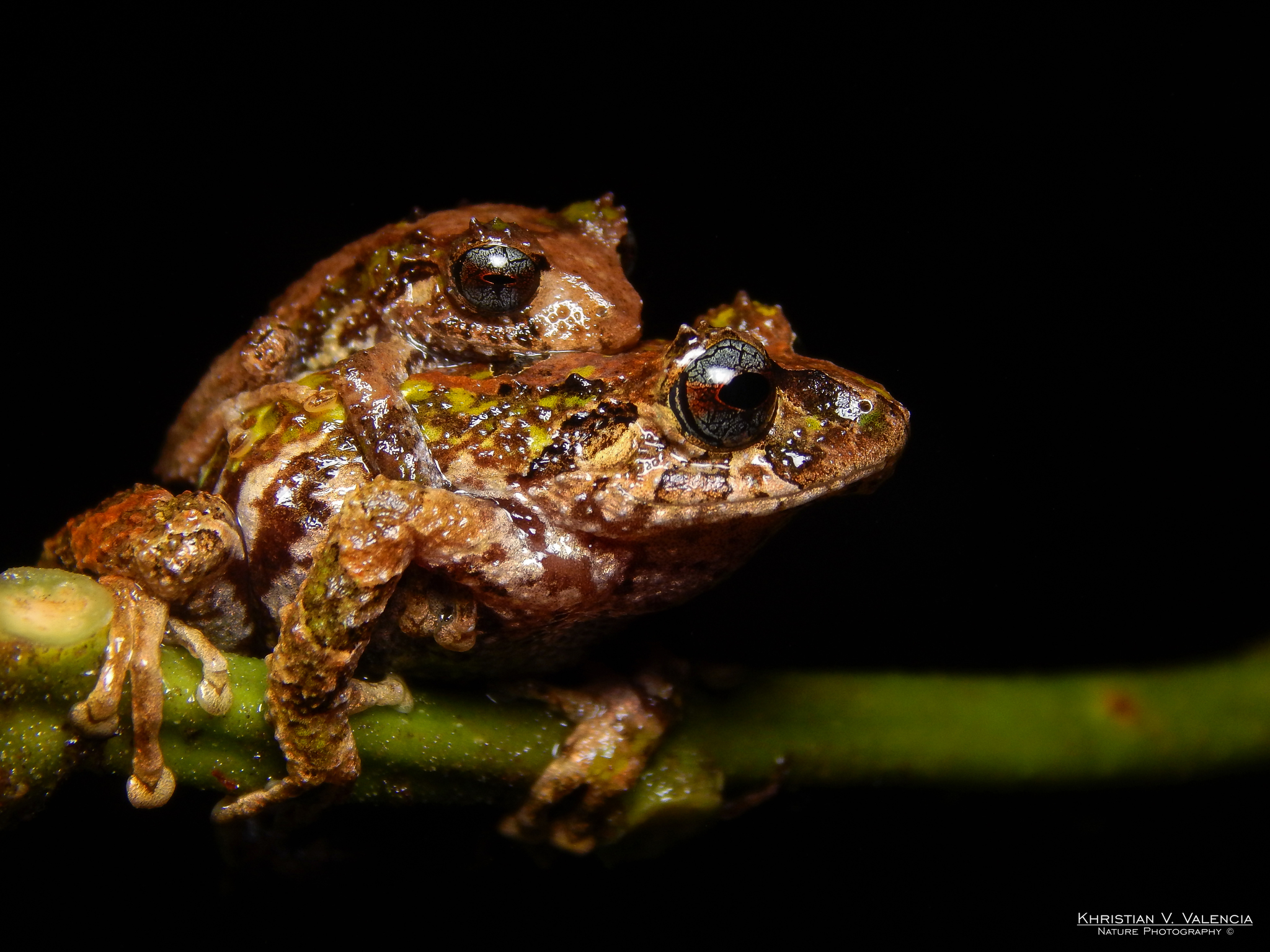 Los Patos Robber Frog photo 7