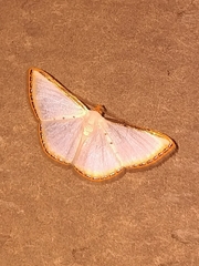 Leuciris