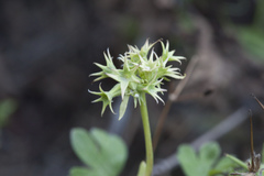 Valerianella dactylophylla