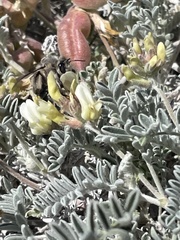 Habropoda miserabilis