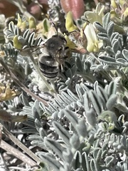 Habropoda miserabilis