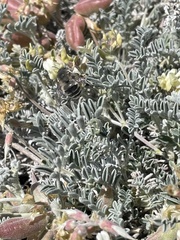 Habropoda miserabilis