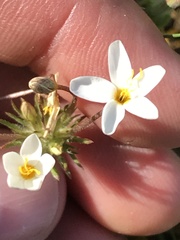 Leptosiphon parviflorus