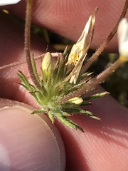 Leptosiphon parviflorus