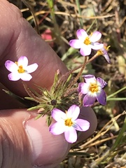 Leptosiphon parviflorus