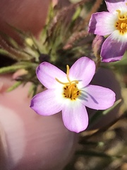 Leptosiphon parviflorus