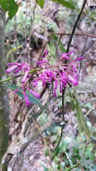 Palicourea angustifolia