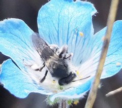 Andrena torulosa