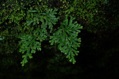 Selaginella involvens