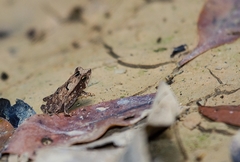 Rhinella proboscidea