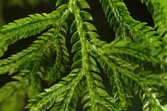 Selaginella involvens