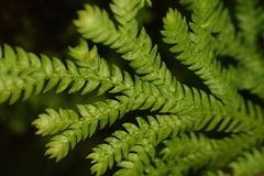 Selaginella involvens