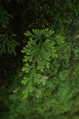 Selaginella involvens