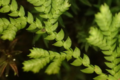 Selaginella involvens
