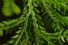 Selaginella involvens