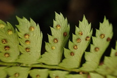 Polystichum hancockii