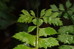 Polystichum hancockii