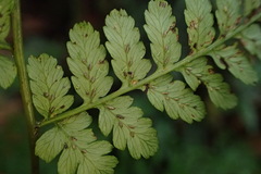 Diplazium kawakamii
