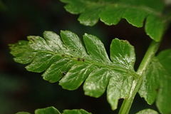 Diplazium kawakamii