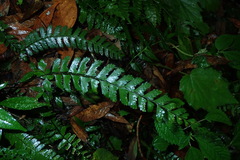 Polystichum hancockii
