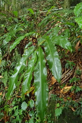 Alpinia sessiliflora