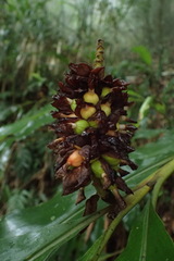 Alpinia sessiliflora