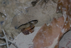 Anomaloglossus stepheni