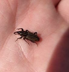 Sphenophorus costipennis