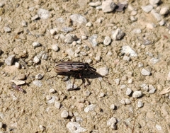 Sphenophorus costipennis